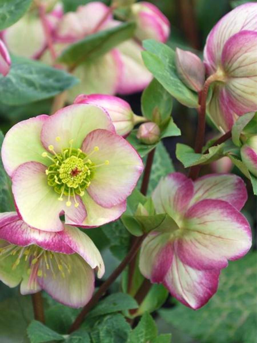 Hellebore 'Glenda's Gloss' 1G